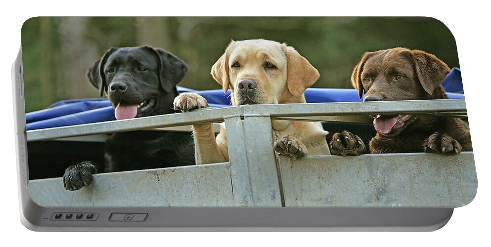 Labrador Retriever Portable Battery Charger featuring the photograph Three Kinds Of Labradors by Jean-Michel Labat