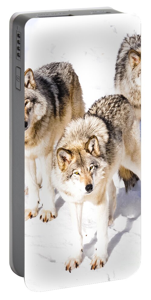 Wolves Portable Battery Charger featuring the photograph Three Timber Wolves by Cheryl Baxter