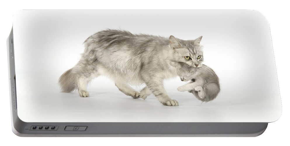 Cat Portable Battery Charger featuring the photograph Tiffanie Cat And Kitten by John Daniels