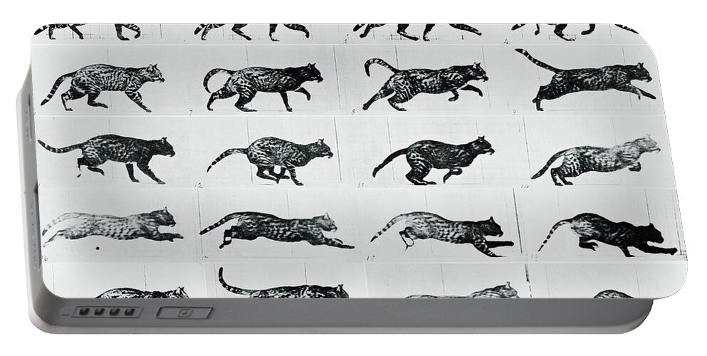 Cat Portable Battery Charger featuring the mixed media Time Lapse Motion Study Cat Monochrome by Tony Rubino