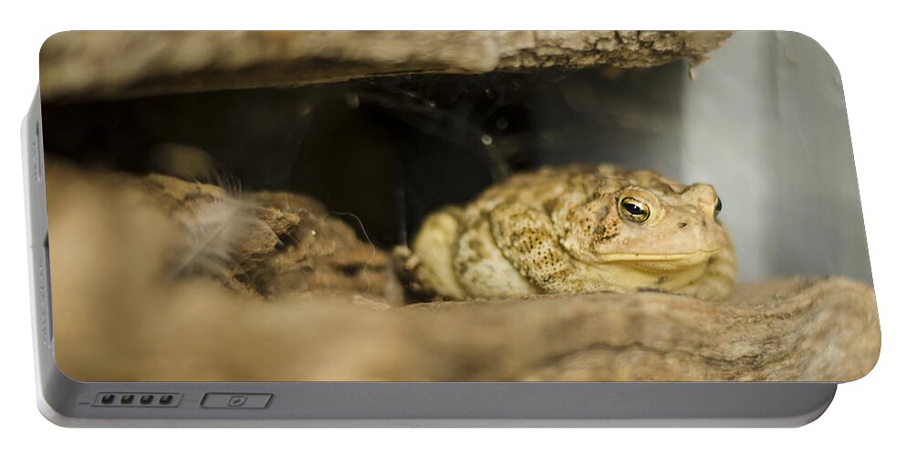 Toad Portable Battery Charger featuring the photograph Toad in the Hole by Heather Applegate