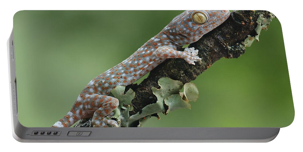 Feb0514 Portable Battery Charger featuring the photograph Tokay Gecko Juvenile Thailand by Ch'ien Lee
