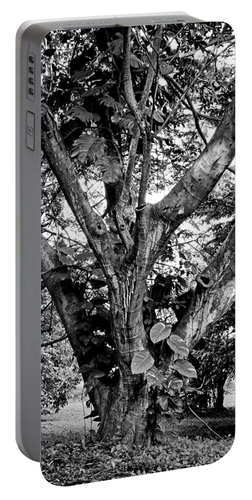 Tree Portable Battery Charger featuring the photograph Tree Giant by Robert Meyers-Lussier