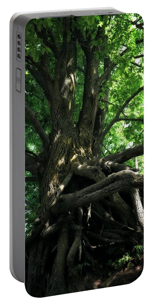 Pierce Stocking Scenic Drive Portable Battery Charger featuring the photograph Tree on Pierce Stocking Scenic Drive by Michelle Calkins