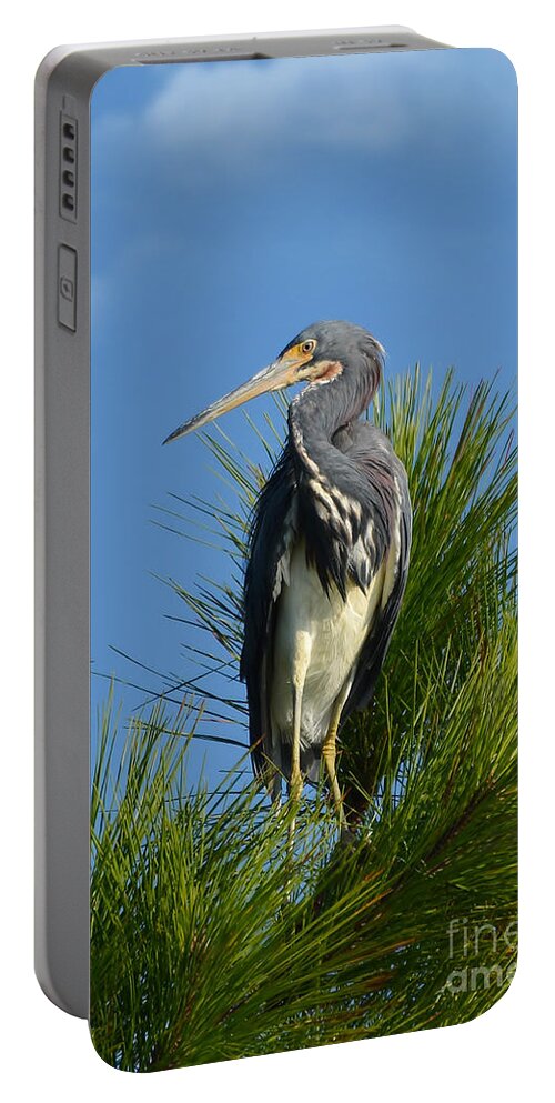 Heron Portable Battery Charger featuring the photograph Tri Colored Heron In A Carolina Pine by Kathy Baccari