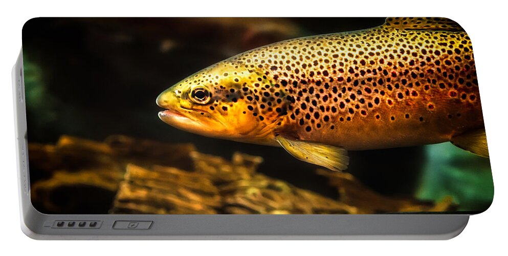Trout Portable Battery Charger featuring the photograph Trout swimming in a River by Bob Orsillo