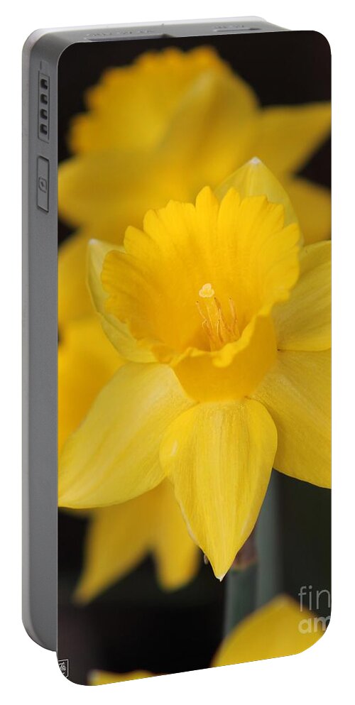 Mccombie Portable Battery Charger featuring the photograph Trumpet Daffodil named Exception by J McCombie