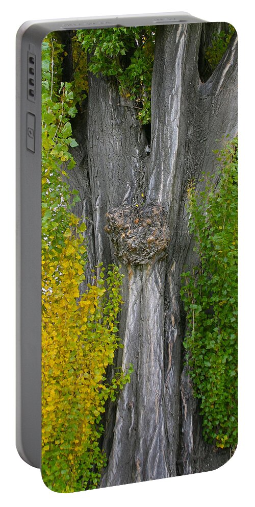 Tree Portable Battery Charger featuring the photograph Trunk lines by Jenny Setchell