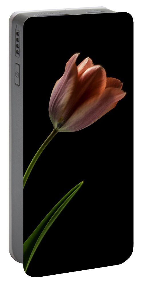 Still Life Portable Battery Charger featuring the photograph Tulip in quiet Light by Ron Roberts