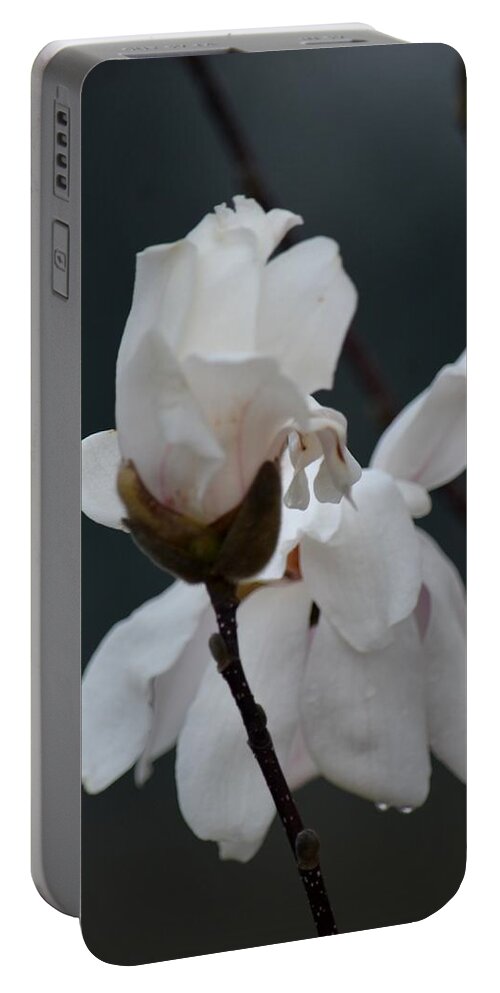 Tulip Magnolia Portable Battery Charger featuring the photograph Tulip Magnolia 15-10 by Maria Urso