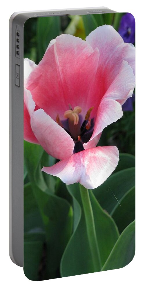 Tulip Portable Battery Charger featuring the photograph Tulips - Confidence 04 by Pamela Critchlow