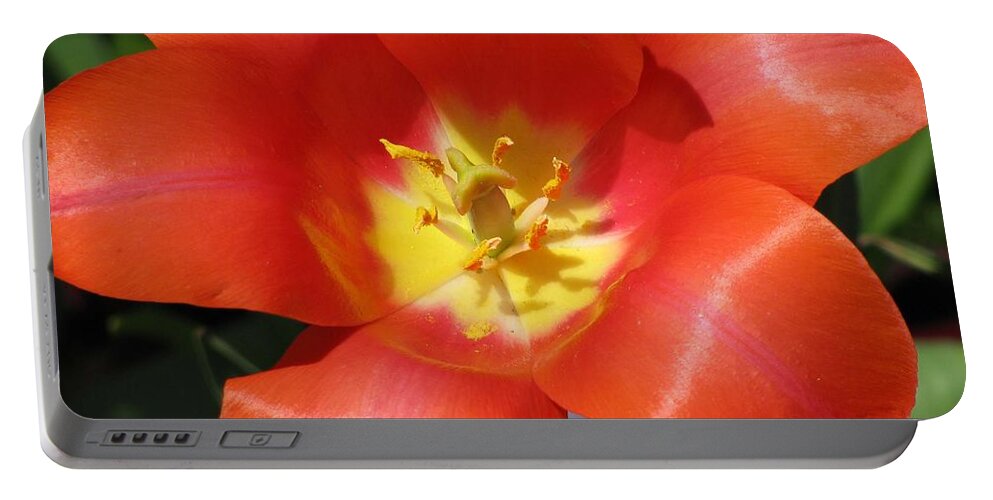 Tulip Portable Battery Charger featuring the photograph Tulips - Desire 05 by Pamela Critchlow