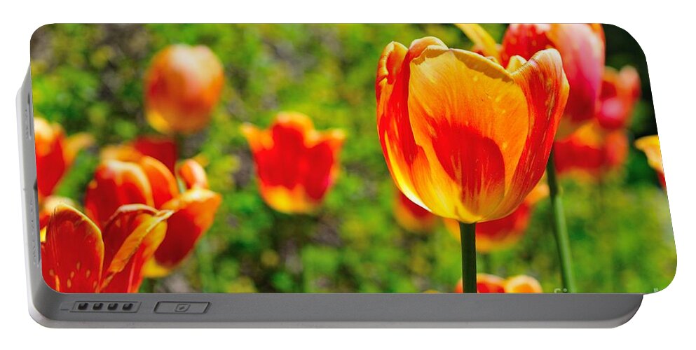 Tulips Portable Battery Charger featuring the photograph Tulips by Joe Ng