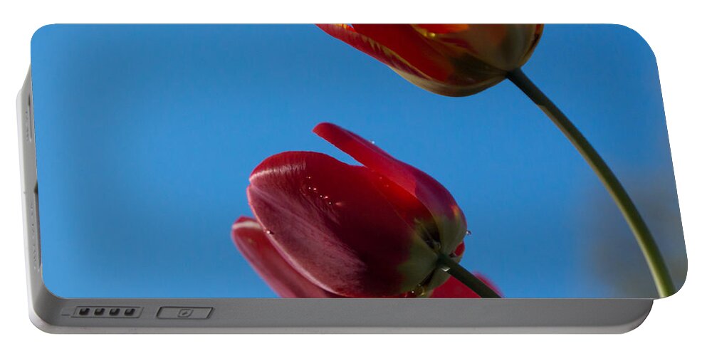 Tulip Portable Battery Charger featuring the photograph Tulips on Blue by Photographic Arts And Design Studio