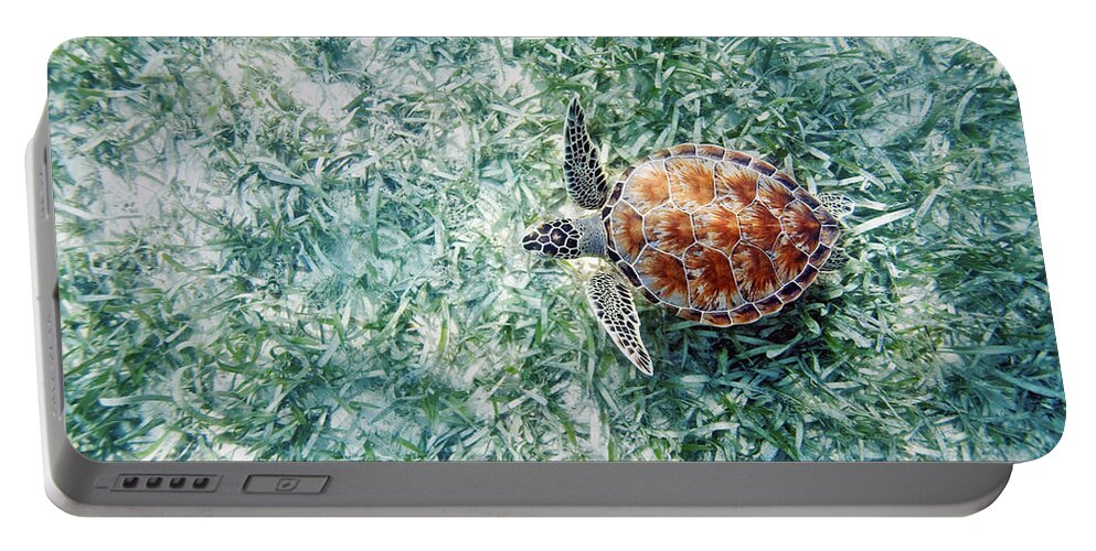 Animal Art Portable Battery Charger featuring the photograph Turtle Underwater Scene by M Swiet Productions