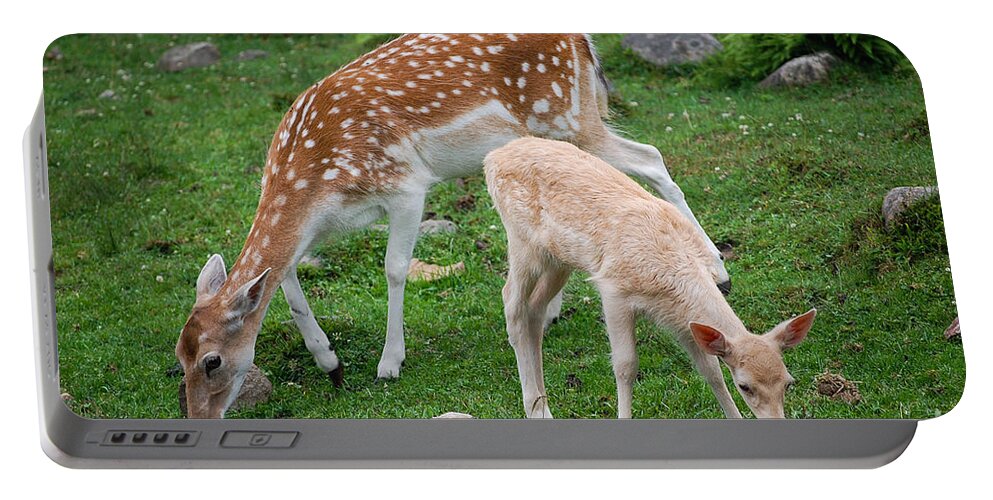 Deer Portable Battery Charger featuring the photograph Two Babes by Bianca Nadeau
