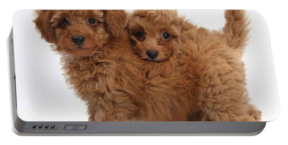 Nature Portable Battery Charger featuring the photograph Two Cute Red Toy Poodle Puppies by Mark Taylor