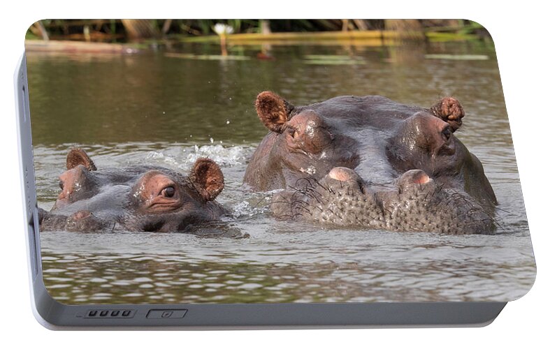 Photography Portable Battery Charger featuring the photograph Two Hippopotamus Hippopotamus Amphibius by Panoramic Images