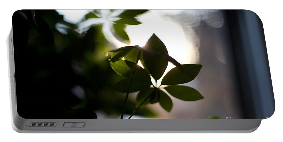Morning Portable Battery Charger featuring the photograph Umbrella Plant Summer Morning by Steven Dunn