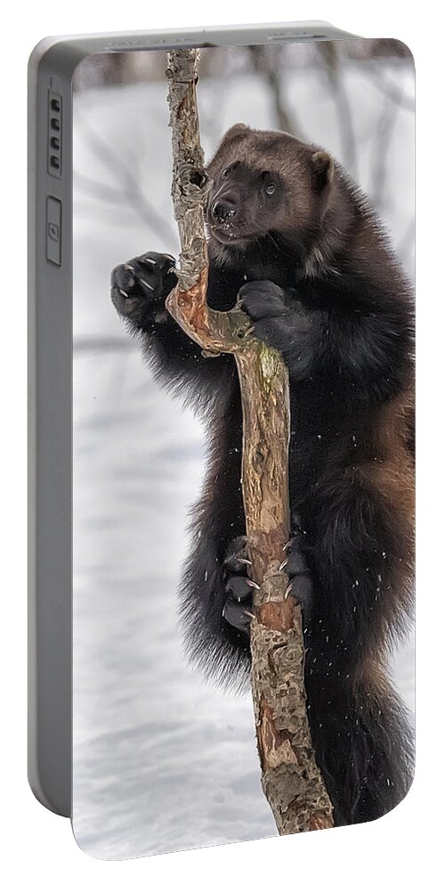 Wolverine Portable Battery Charger featuring the photograph Up a Tree by Wade Aiken
