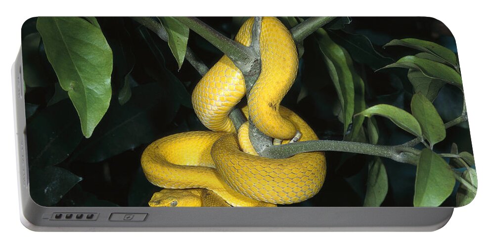 Feb0514 Portable Battery Charger featuring the photograph Vemonous Mcgregors Pit Viper Coiled by San Diego Zoo