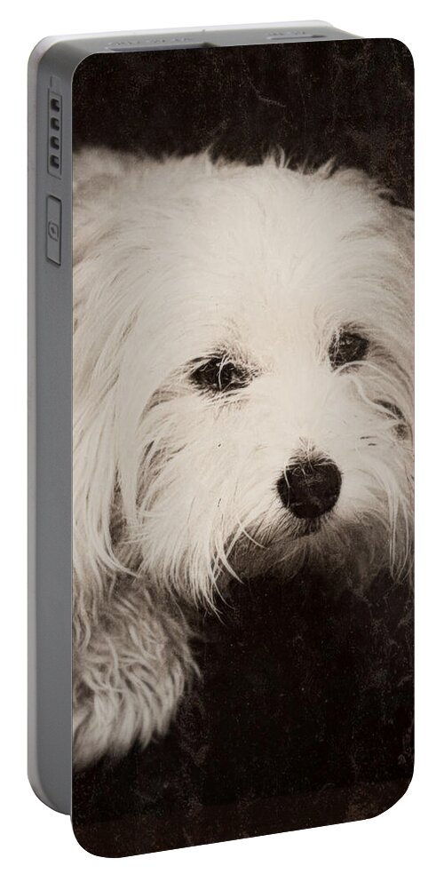 Dog Portable Battery Charger featuring the photograph Waiting by Melanie Lankford Photography