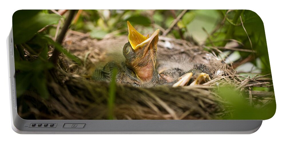 Spring Portable Battery Charger featuring the photograph Waiting to Be Fed-Robin by John Magyar Photography