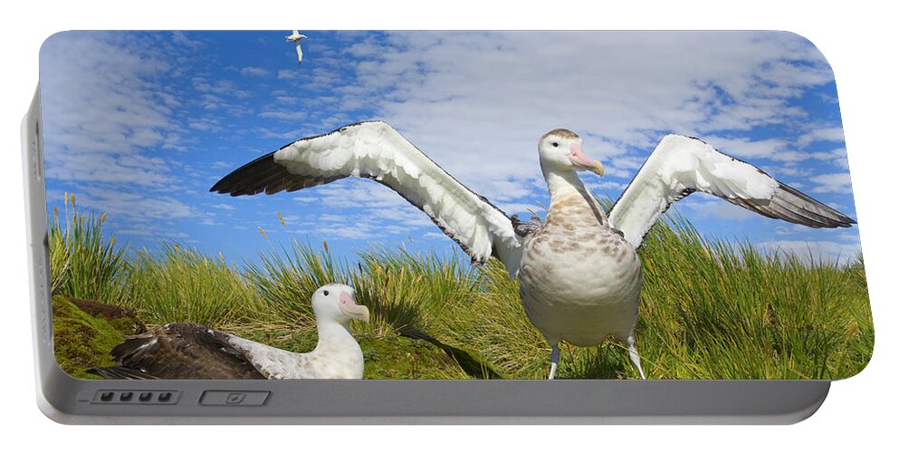 00345305 Portable Battery Charger featuring the photograph Wandering Albatross Courting by Yva Momatiuk John Eastcott