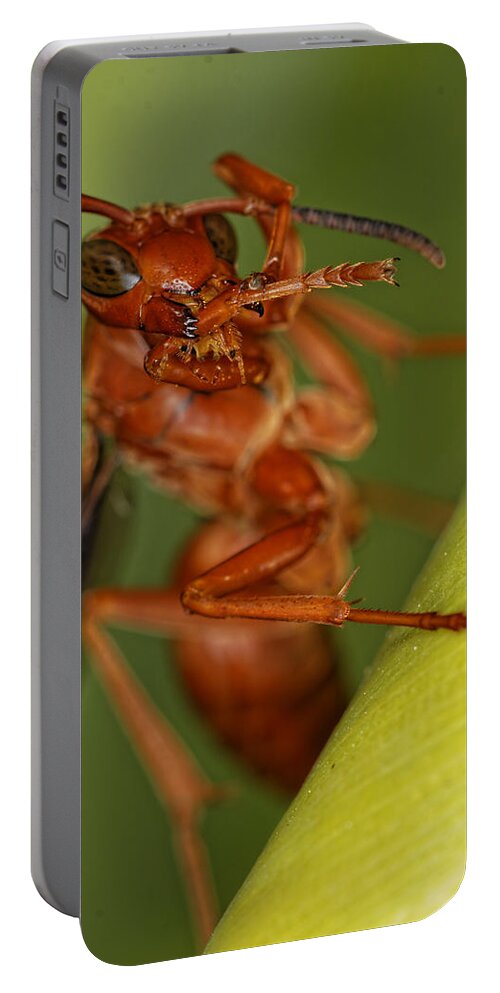 Wasp Portable Battery Charger featuring the photograph Wasp 3 by Jonathan Davison