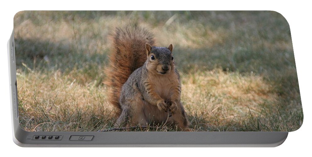Squirrel Portable Battery Charger featuring the photograph Brown city squirrel watching me by Valerie Collins