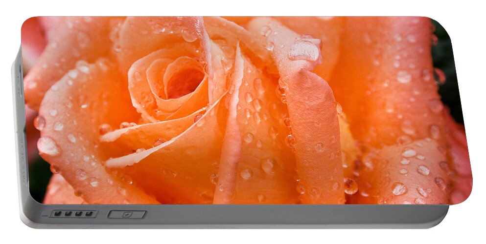Rose Portable Battery Charger featuring the photograph Watered Rose by Paul DeRocker