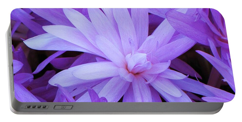 Water Lily Crocus Portable Battery Charger featuring the photograph Waterlily Crocus by Michele Penner