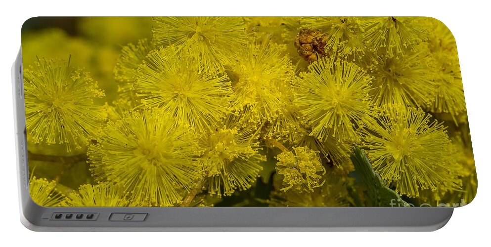 Australia Portable Battery Charger featuring the photograph Wattle by Steven Ralser