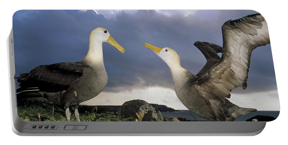 Feb0514 Portable Battery Charger featuring the photograph Waved Albatross Courtship Dance by Tui De Roy