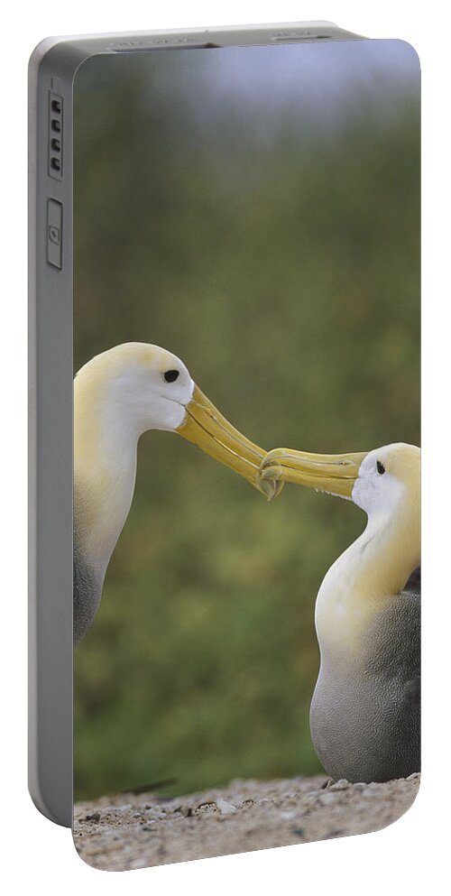 Feb0514 Portable Battery Charger featuring the photograph Waved Albatross Pair Bonding Galapagos by Tui De Roy