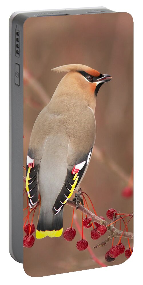 Bohemian Portable Battery Charger featuring the photograph Waxwing in winter by Mircea Costina Photography