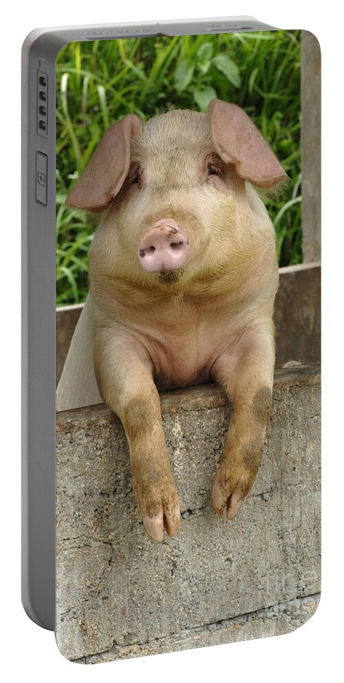 Pig Portable Battery Charger featuring the photograph Well Hello There by Bob Christopher