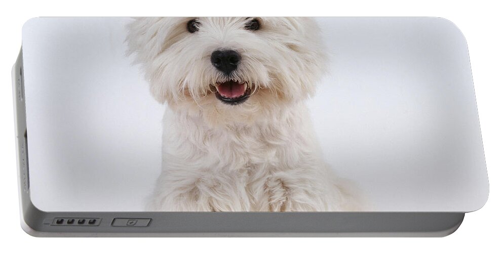 West Highland White Terrier Portable Battery Charger featuring the photograph West Highland White Terrier Dog by John Daniels