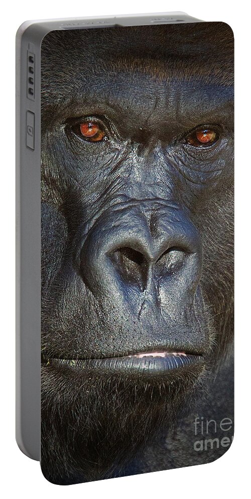 Western Lowland Gorilla Portable Battery Charger featuring the photograph Western Lowland Gorilla No 2 by Jerry Fornarotto