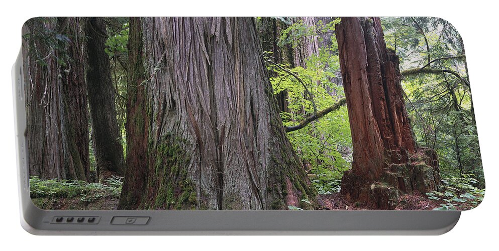 00173588 Portable Battery Charger featuring the photograph Western Red Cedar Grove by Tim Fitzharris