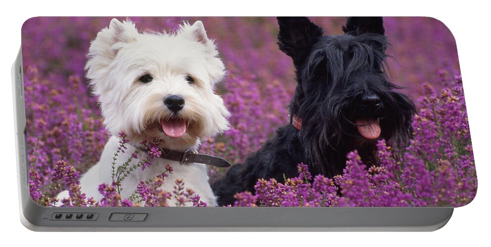 West Highland White Terrier Portable Battery Charger featuring the photograph Westie And Scottie Dogs by John Daniels