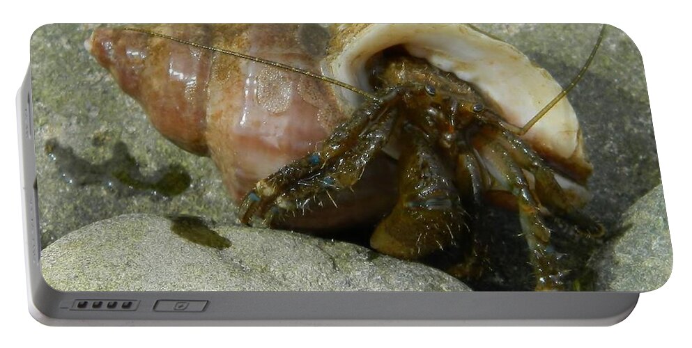 Hermit Crab Portable Battery Charger featuring the photograph Wet Hermit Crab by Gallery Of Hope 