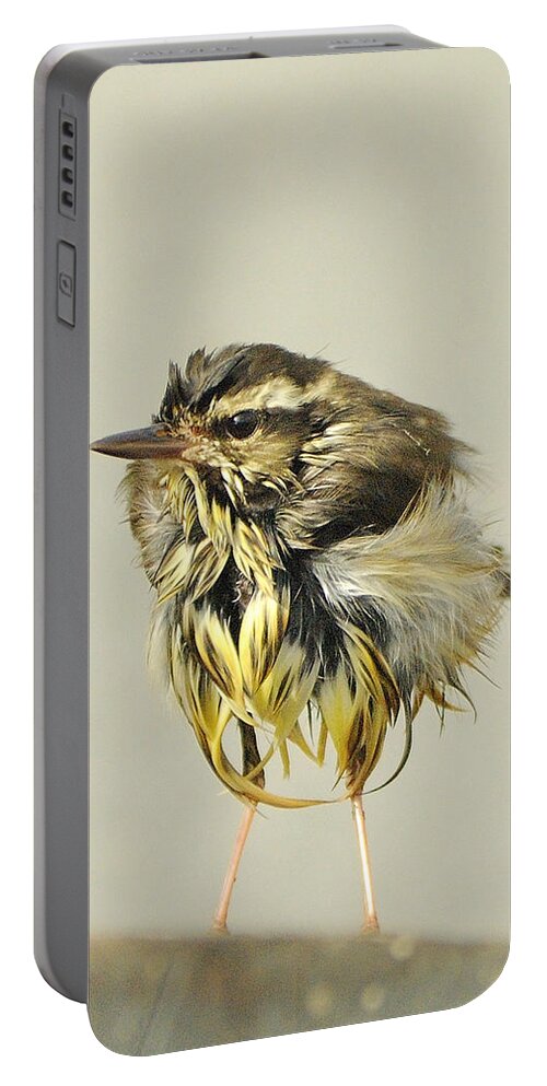 Warbler Portable Battery Charger featuring the photograph Wet Warbler by Bradford Martin
