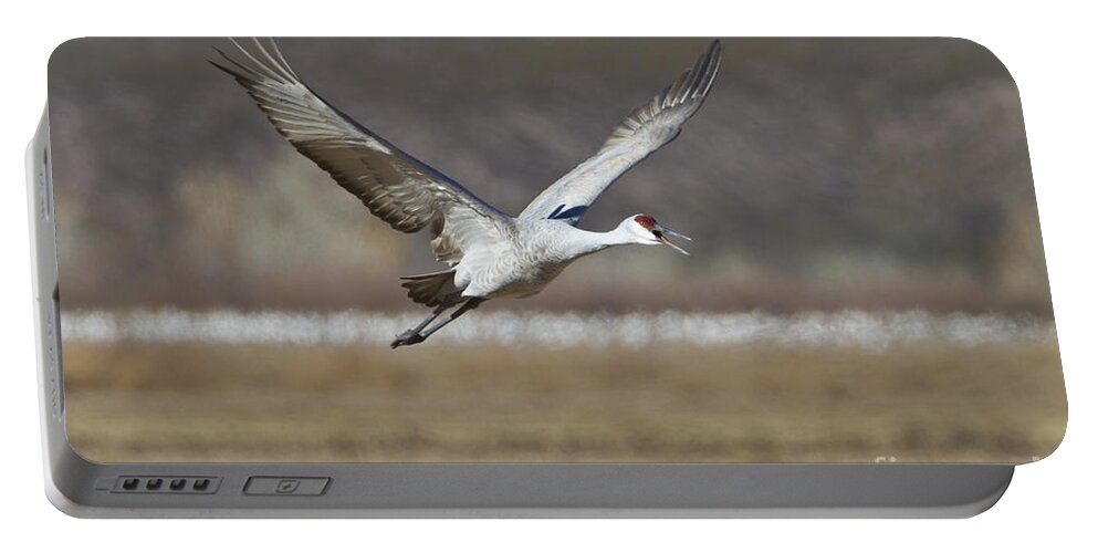 Sandhill Crane Portable Battery Charger featuring the photograph Where to land by Bryan Keil