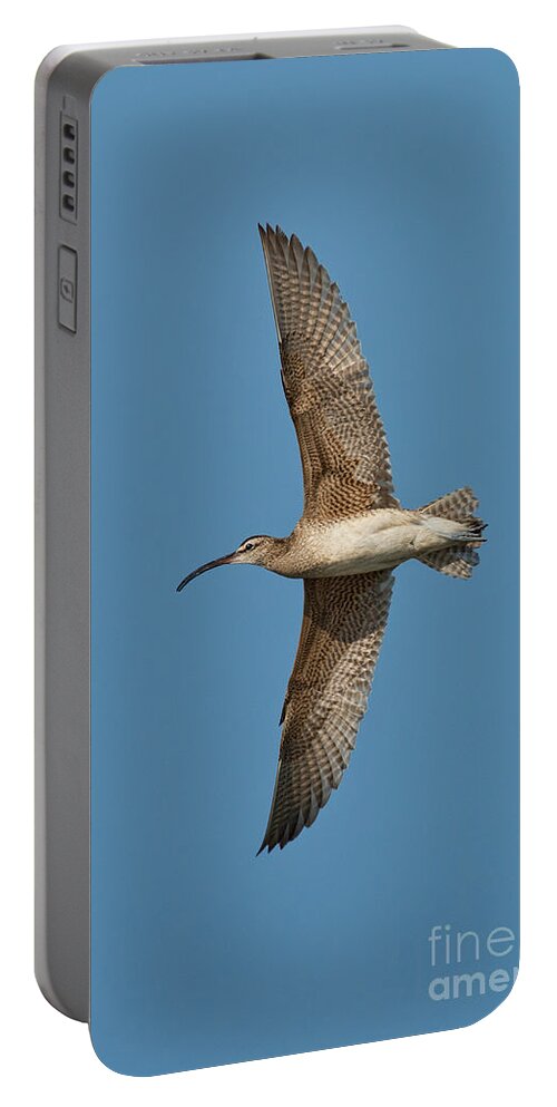 Fauna Portable Battery Charger featuring the photograph Whimbrel In Flight by Anthony Mercieca