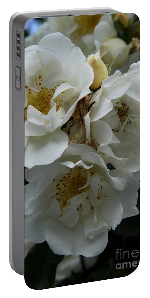 Wild Roses Portable Battery Charger featuring the photograph White And Wild by Christiane Schulze Art And Photography