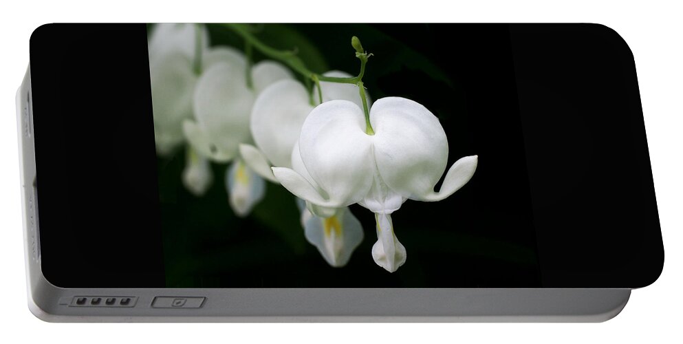 Bleeding Heart Portable Battery Charger featuring the photograph White Bleeding Hearts by Rona Black