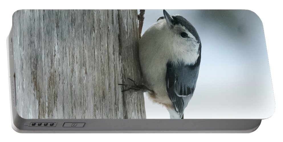 Bird Portable Battery Charger featuring the photograph White-Breasted Nuthatch by Holden The Moment