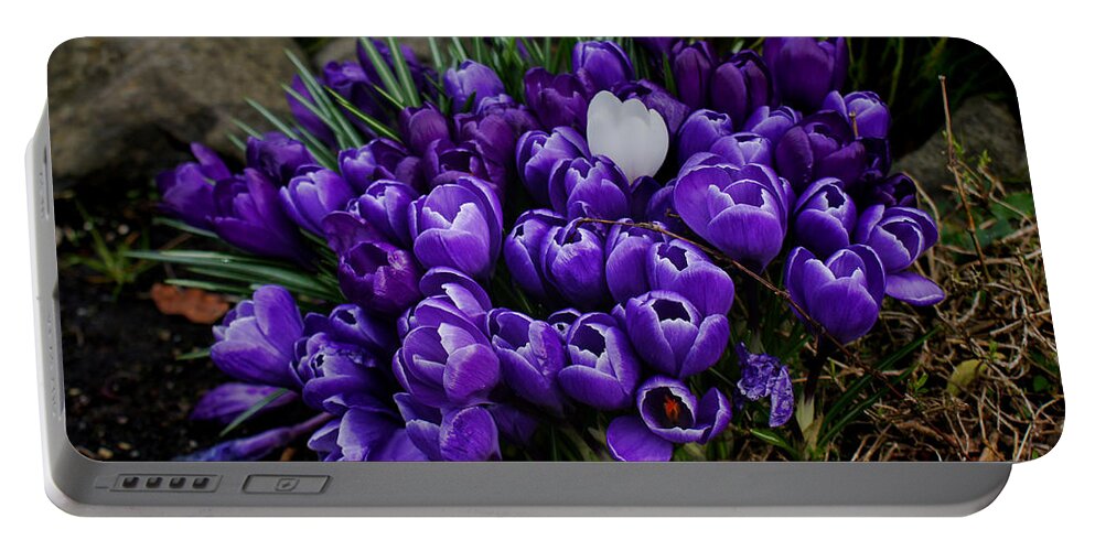 Wall Art Portable Battery Charger featuring the photograph White Crocus on a field of purple by Ron Roberts