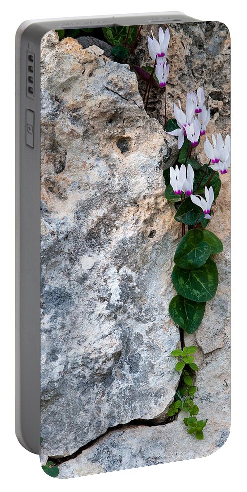 Cyclamen Portable Battery Charger featuring the photograph White Cyclamen flowers by Michalakis Ppalis